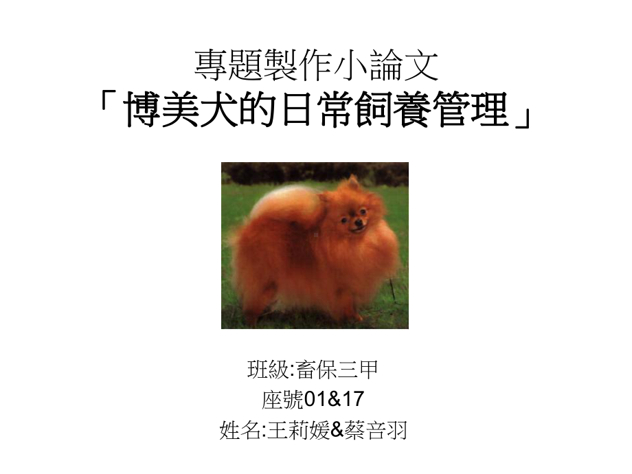 专题制作小论文‘博美犬的日常饲养管理’课件.ppt_第1页