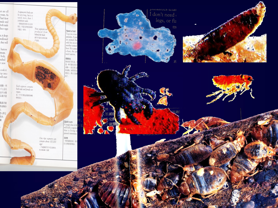 （病理学）寄生虫病PPT课件.ppt_第2页