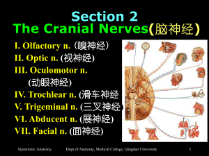 Section-2-The-Cranial-Nerves(脑神经)-精选课件.ppt