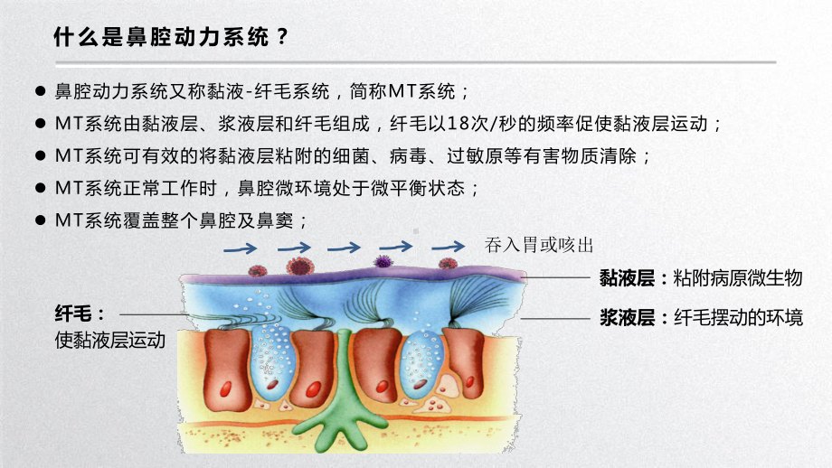 2021医用鼻腔动力项目PPT课件.pptx_第3页