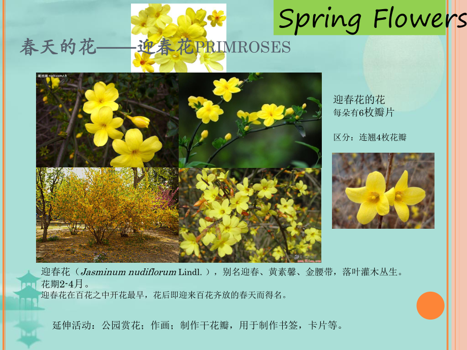 不同季节的花(共27张PPT)课件.ppt_第3页