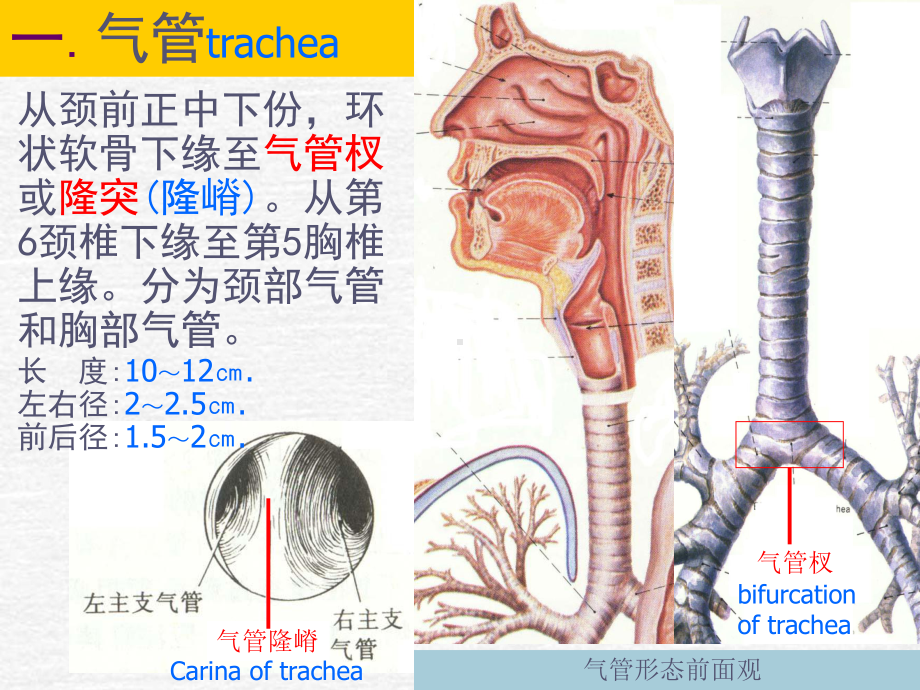 anatomyesoph气管食管的解剖生理课件.ppt_第3页