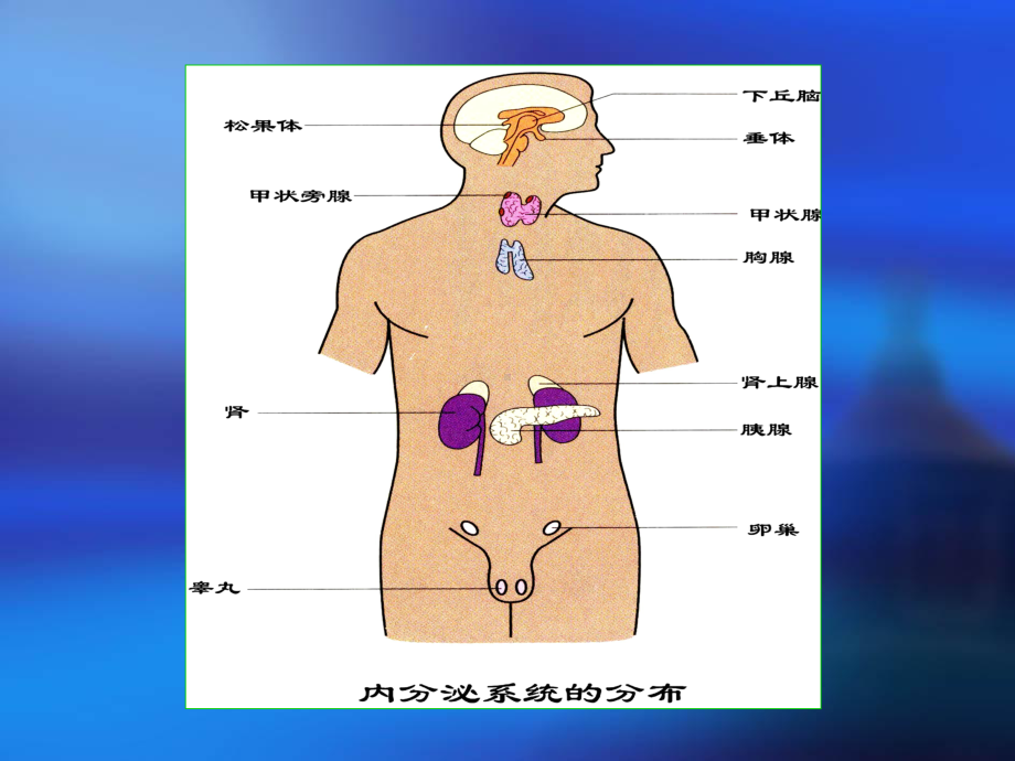 《人体解剖学》课件-第十一章内分泌修改.ppt_第3页