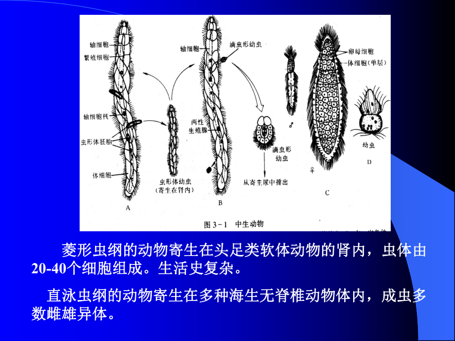 (完整版)普通动物学-多细胞动物的起源课件.ppt_第2页