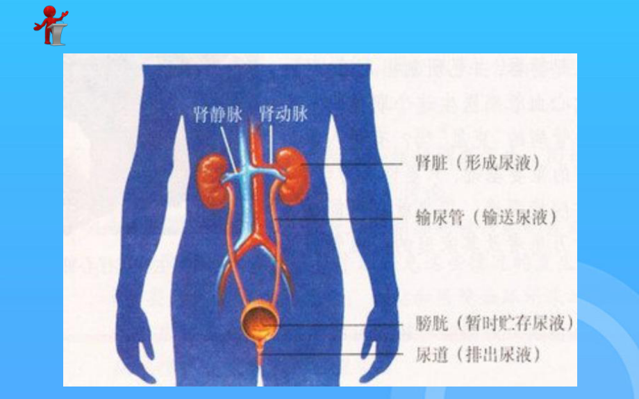 -外科护理第十九章第二节泌尿系统损伤病人的护理PPT课件.ppt_第3页