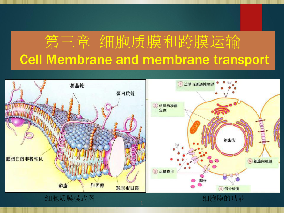 (完整版)细胞生物学-第三章-细胞质膜与跨膜运课件.ppt_第1页