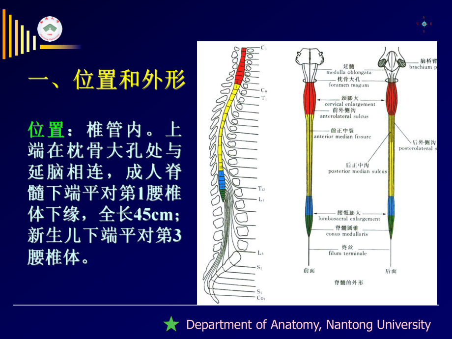 上行纤维束二白质内部结构课件.ppt_第2页