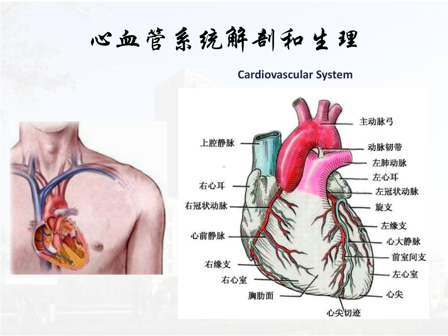 -影像医学课件：循环系统核医学.pptx_第3页