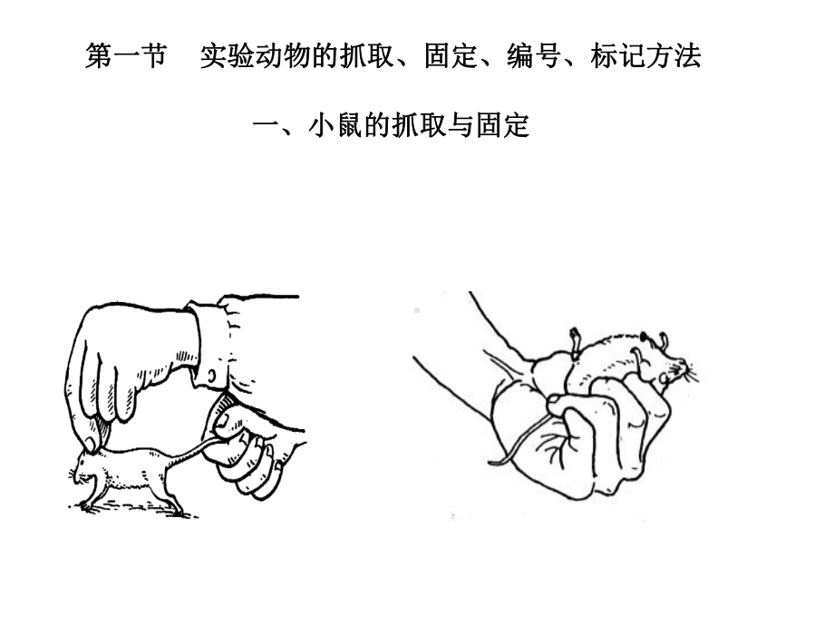 -8第八章动物实验基本操作方法课件.ppt_第2页