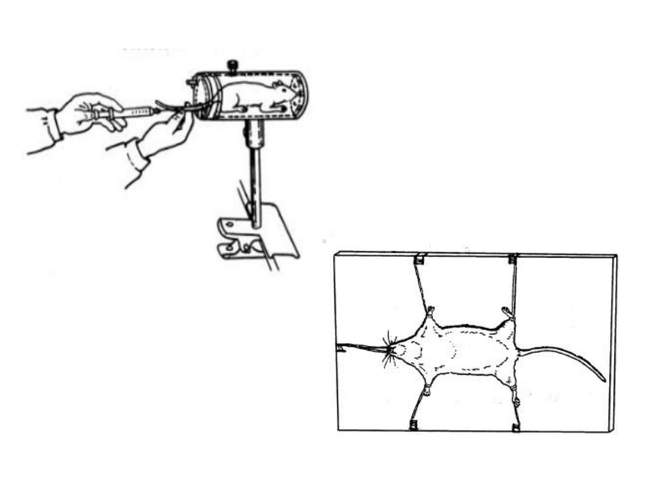 -8第八章动物实验基本操作方法课件.ppt_第3页