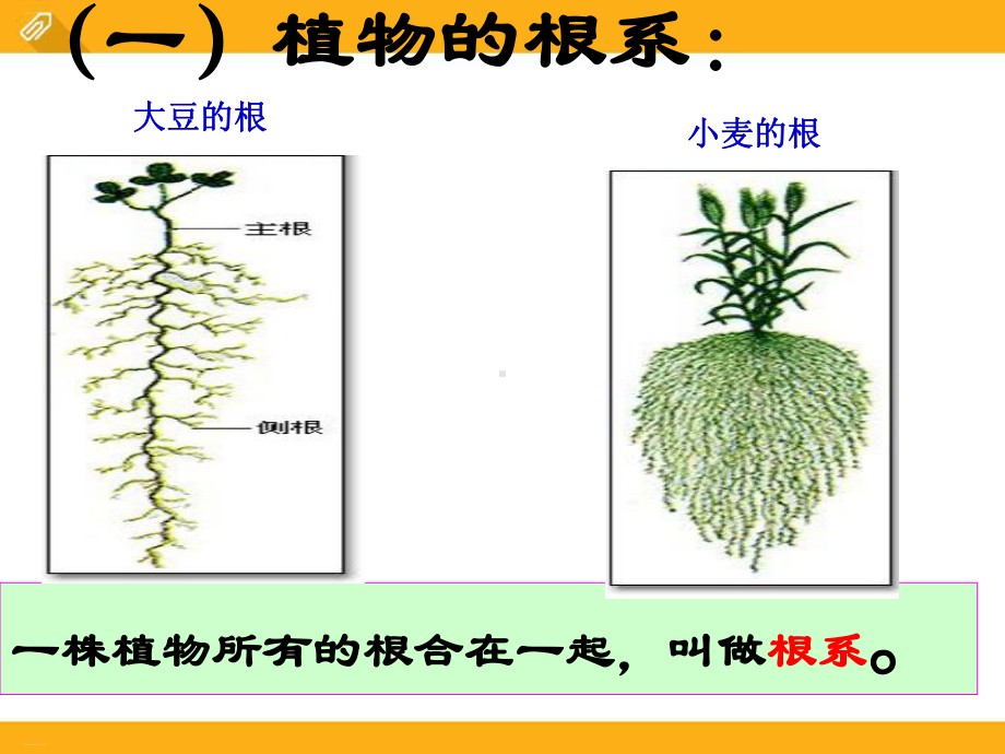 《植物的根与物质吸收》PPT-完美版课件.pptx_第2页