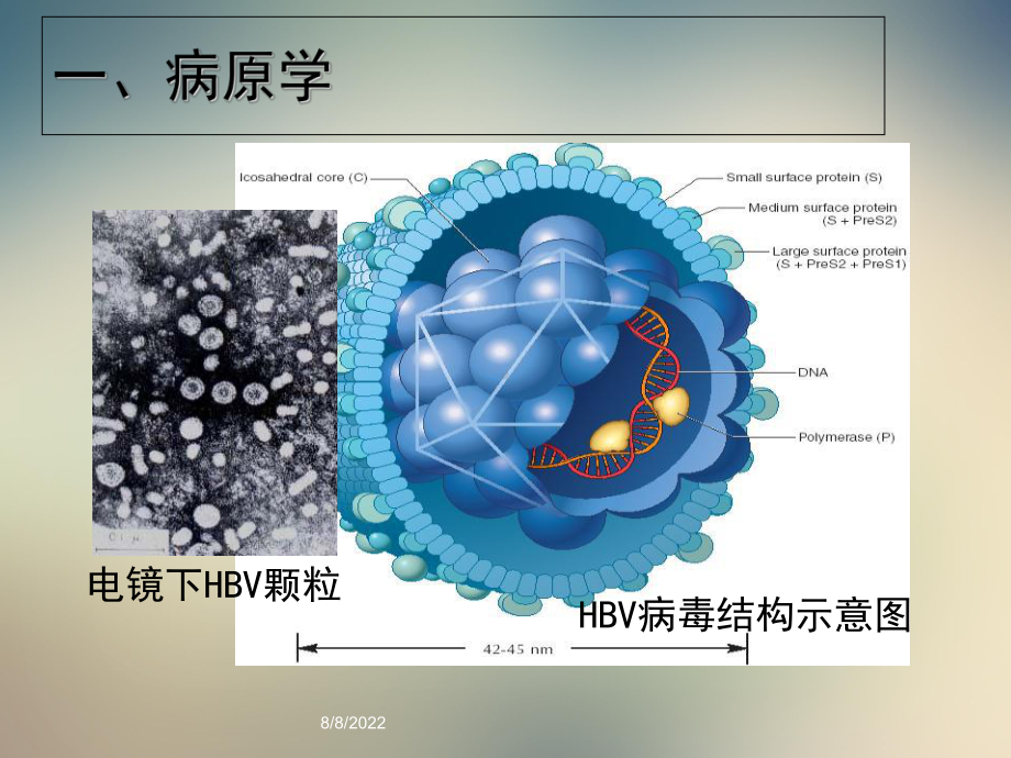 2021乙肝防治指南解读图文课件.ppt_第3页