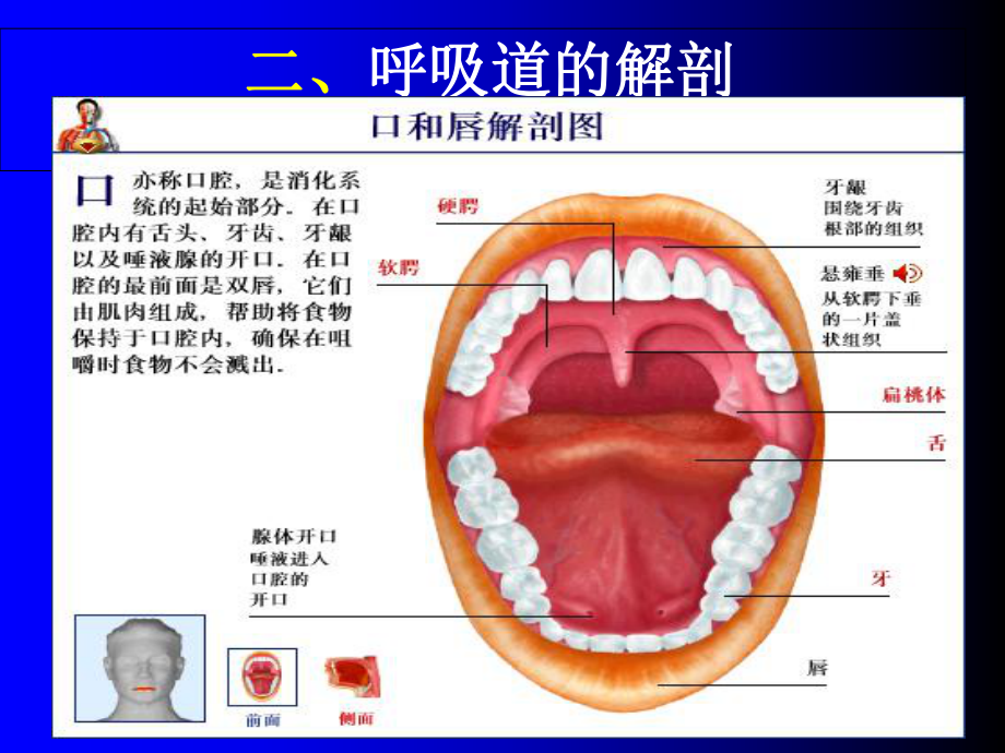 (完整版)气管插管技术PPT课件.ppt_第3页