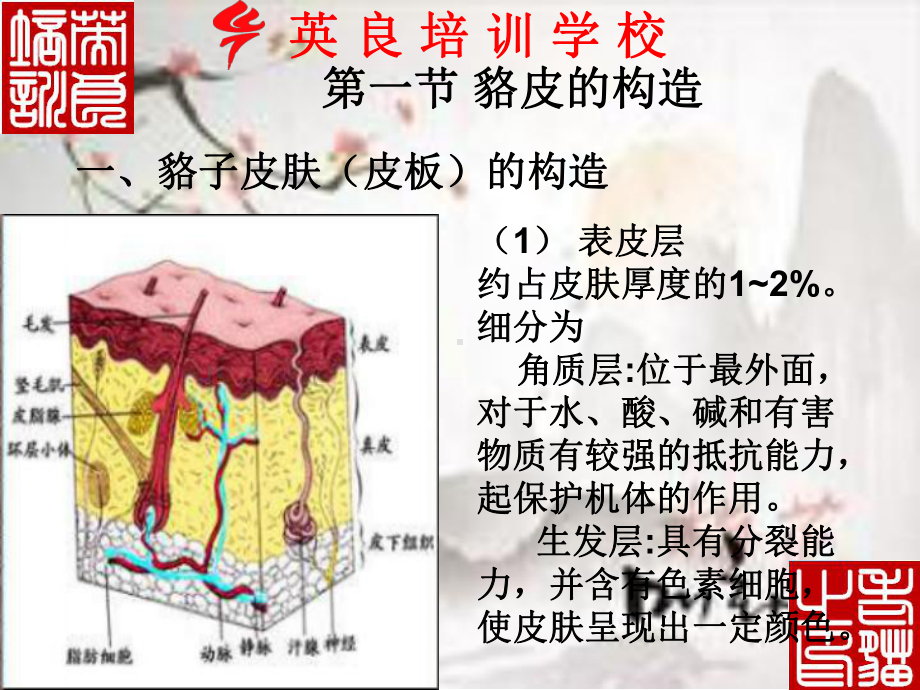 Y0403第三章皮张等级标准及初加工技术课件.pptx_第2页