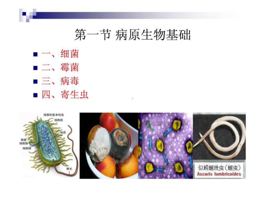 《烹饪卫生与安全》-第二讲-病原生物基础和食物中毒及....ppt课件.ppt_第3页