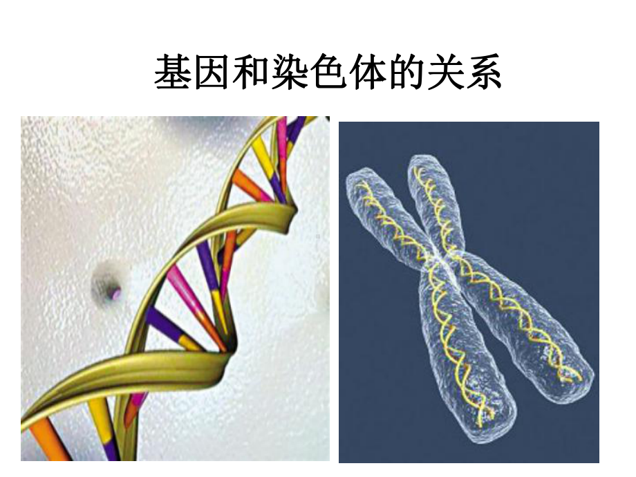 《生物学》减数分裂和受精作用课件.ppt_第1页