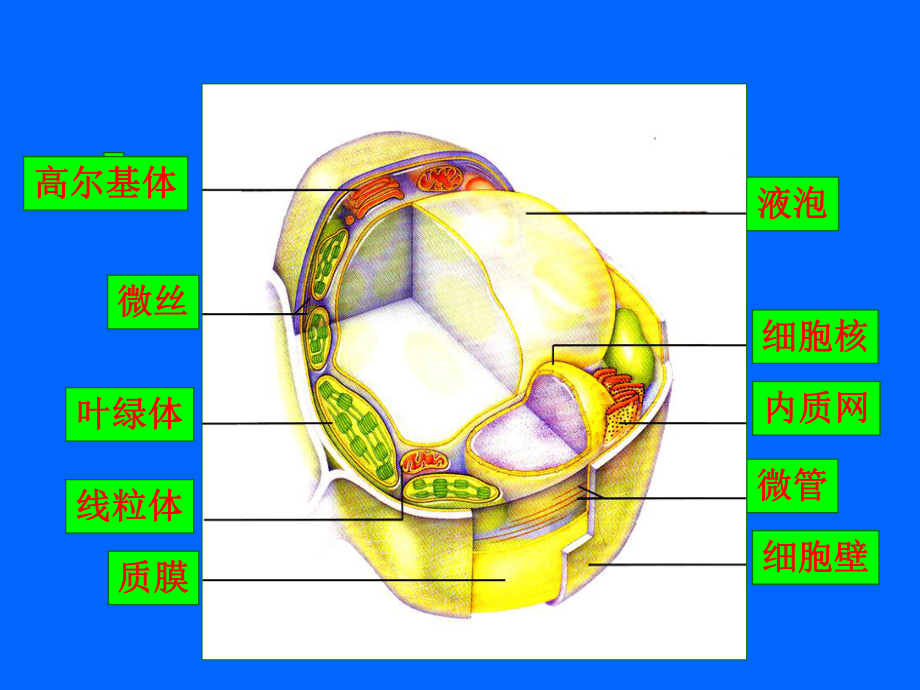 (完整版)药用植物学第二章植物细胞课件.ppt_第2页