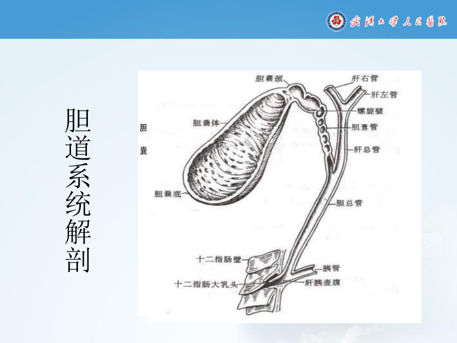 (完整版)胆总管结石的护理查房课件.ppt_第3页