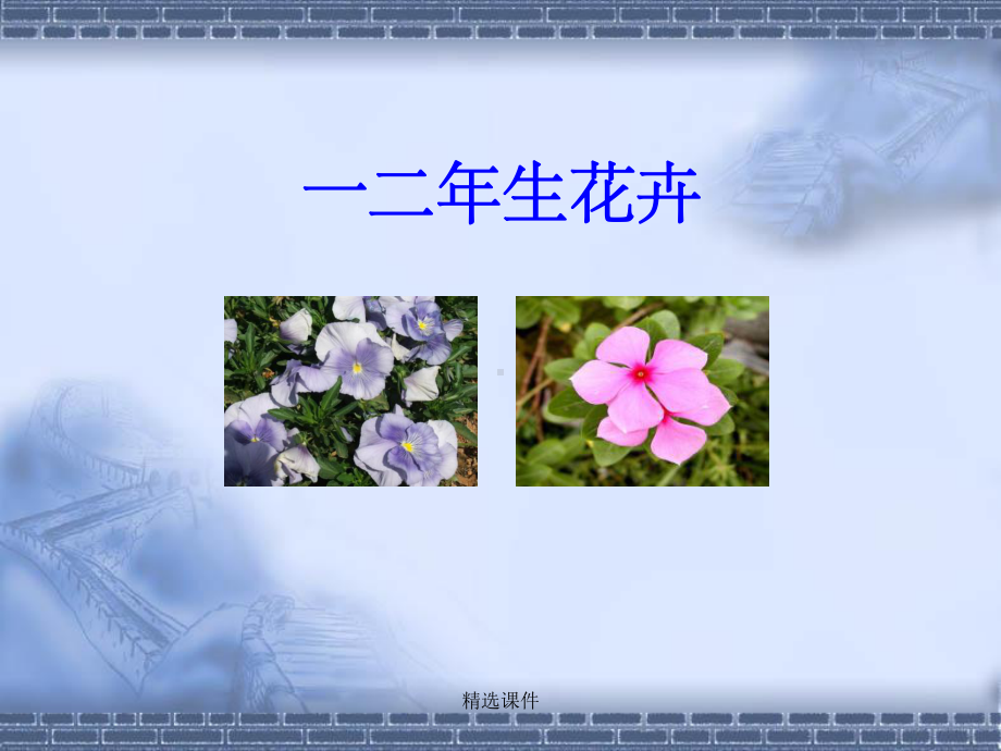 《一二年生花卉》课件.ppt_第1页