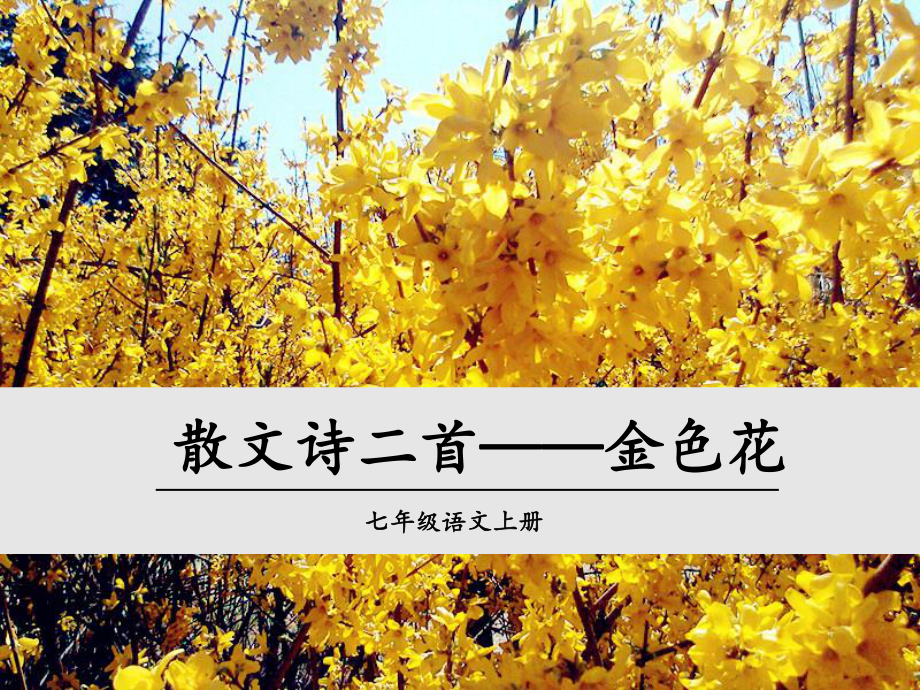 初一语文部编版七年级上册《散文诗二首-金色花》课件（公开课定稿）.ppt_第1页