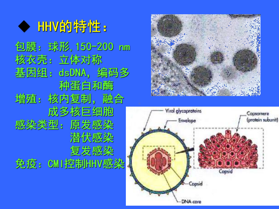 -人疱疹病毒课件.ppt_第2页