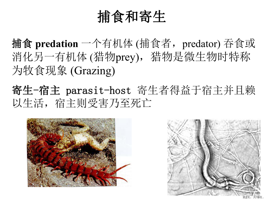 1土壤生物间相互作用课件.ppt_第2页