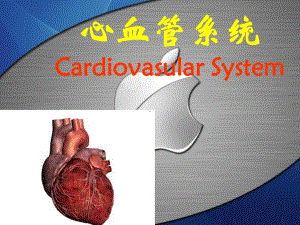 人体解剖学-心脏课件.ppt