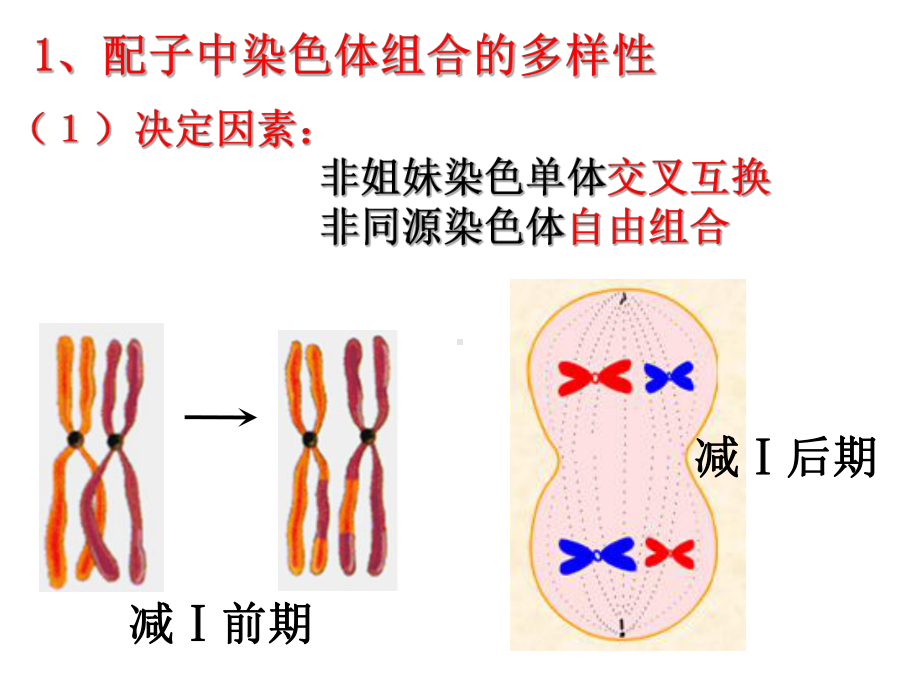 受精作用(动画版)课件.ppt_第2页