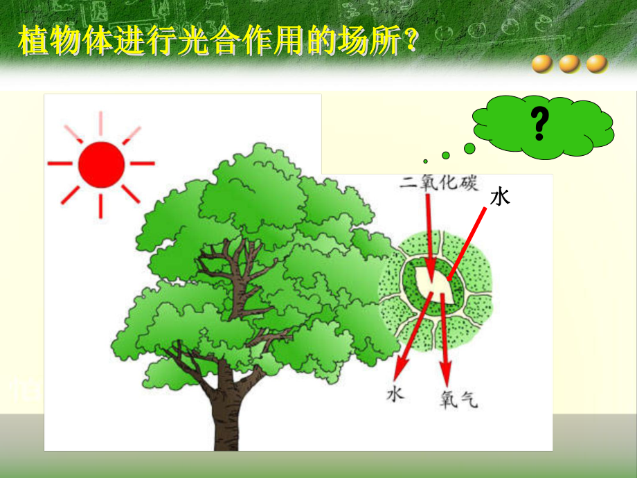 叶绿体中色素的提取和分离1人教版课件.ppt_第2页