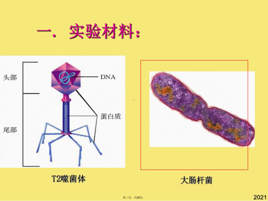 噬菌体侵染细菌的实验(与“噬菌体”有关的共26张)课件.pptx_第3页