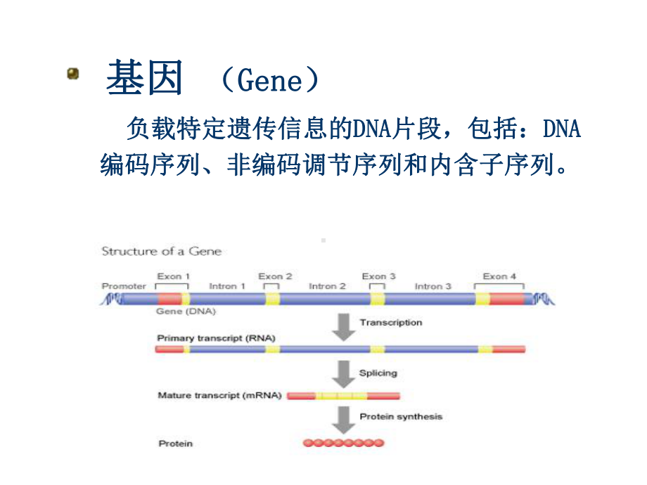 基因表达调控与重组DNA技术ppt课件.ppt_第3页