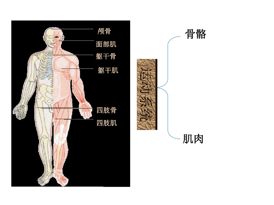 人体概述全面版课件.ppt_第3页