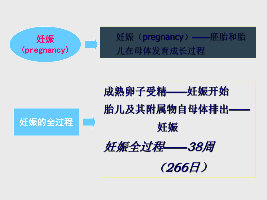 临床妇产科学第四章妊娠期生理课件.ppt_第3页