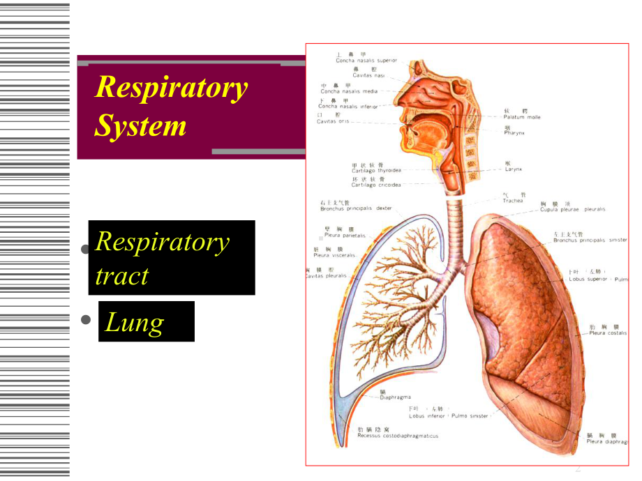 呼吸系统解剖学和组织胚胎学系课件.ppt_第2页