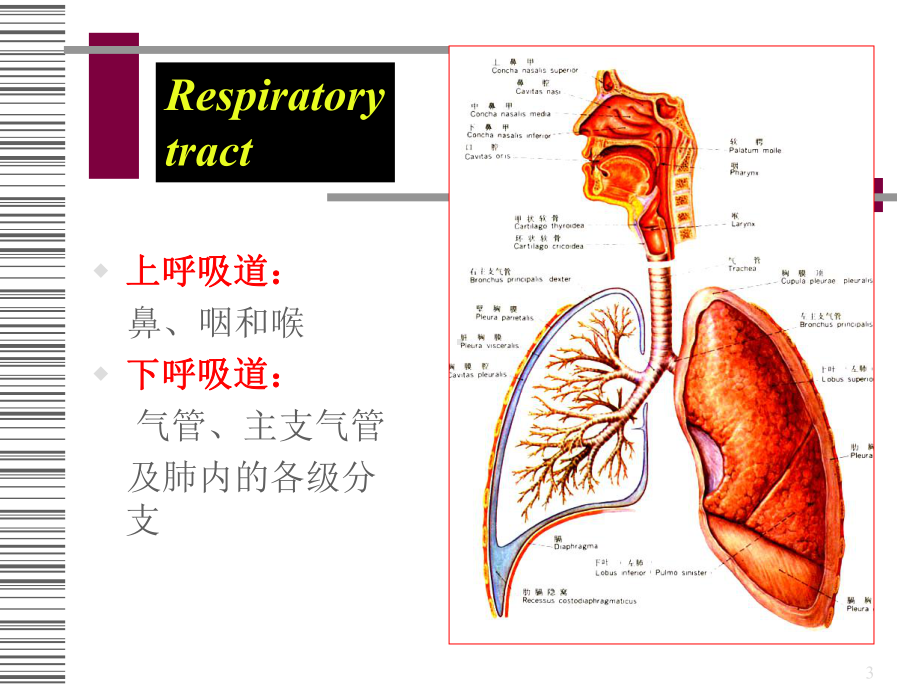 呼吸系统解剖学和组织胚胎学系课件.ppt_第3页