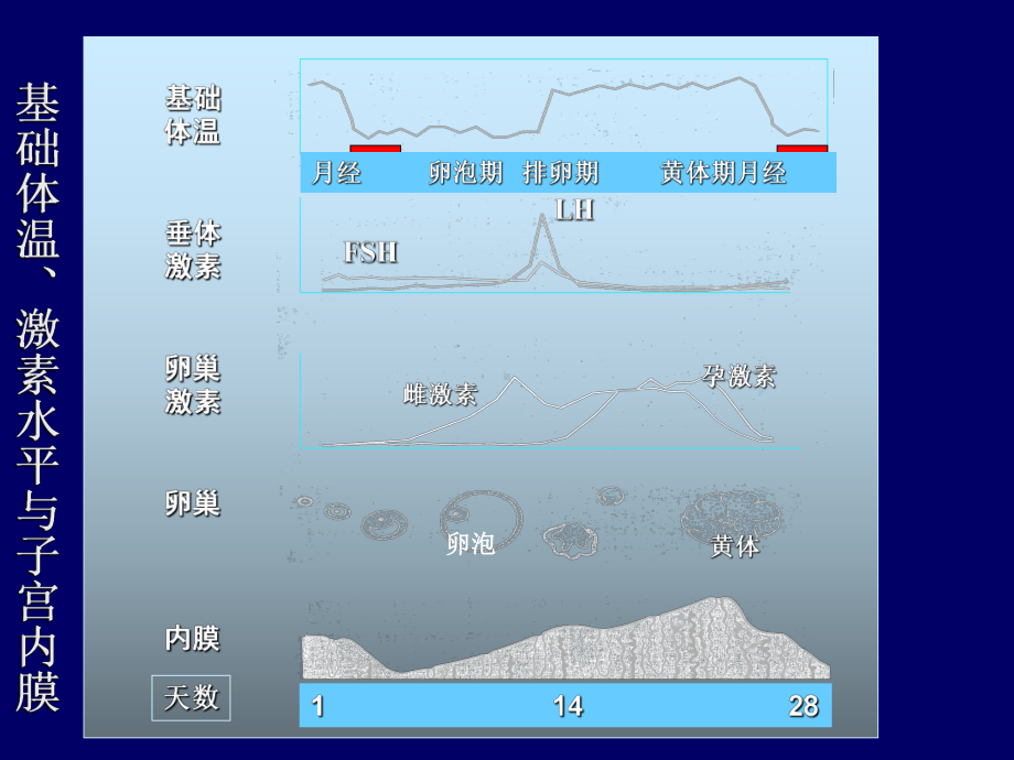 孕激素临床应用66张幻灯片.ppt_第3页