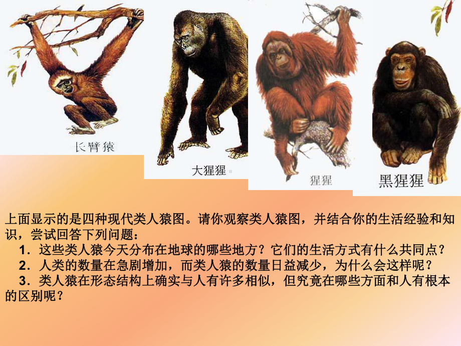 人类的起源和发展(人教版)全面版课件.ppt_第3页