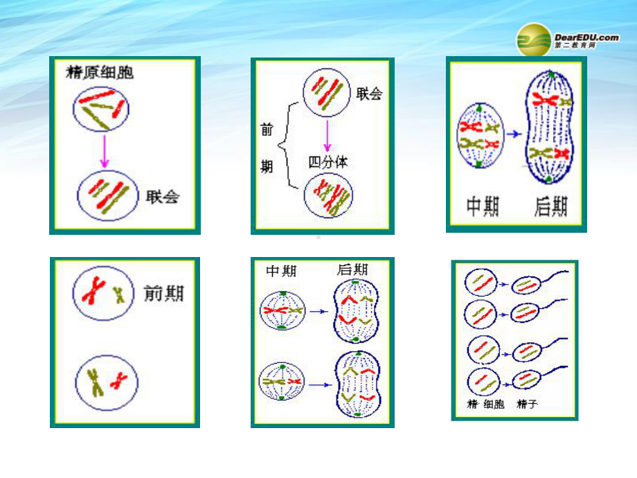 卵细胞的产生和受精作用课件.ppt_第3页