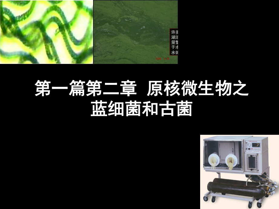 原核微生物之蓝细菌和古菌36张幻灯片.ppt_第1页