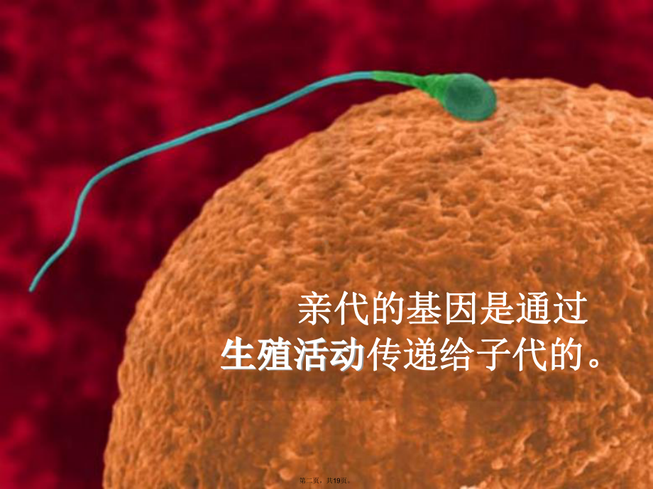 基因在亲子代间的传递课件(共19张PPT).pptx_第2页