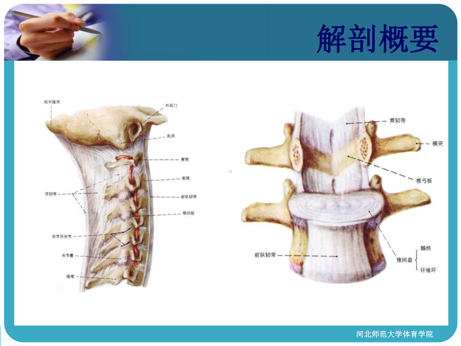 头及躯干部运动损伤课件.ppt_第2页