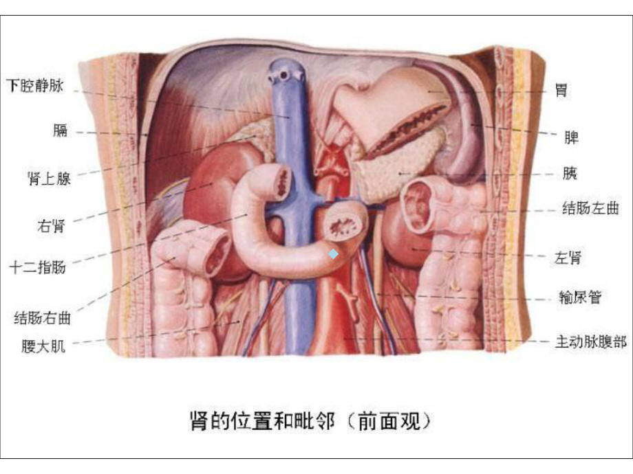 人体内脏结构高清图课件.ppt_第2页