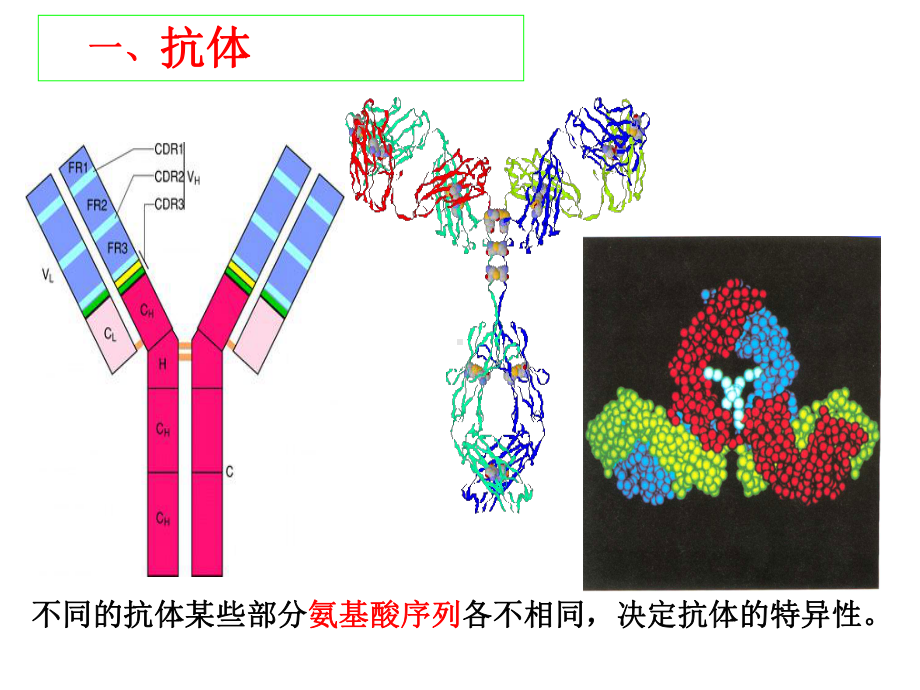 体液免疫ppt-中图版课件.ppt_第2页