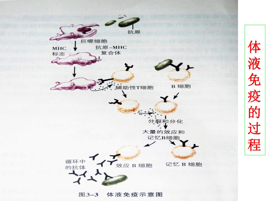 体液免疫ppt-中图版课件.ppt_第3页