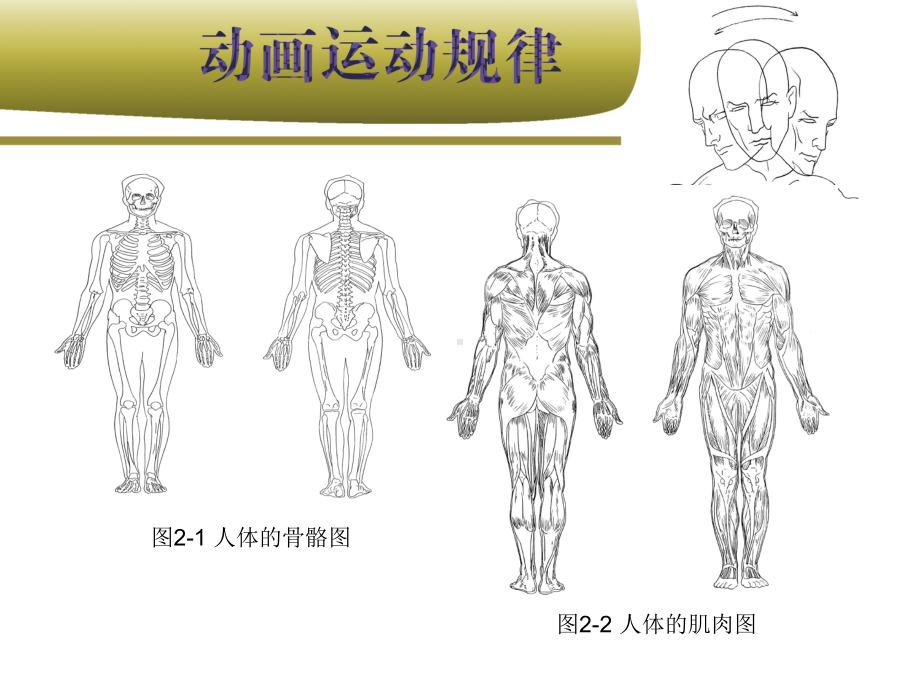 动画运动规律第二部分课件.ppt_第3页