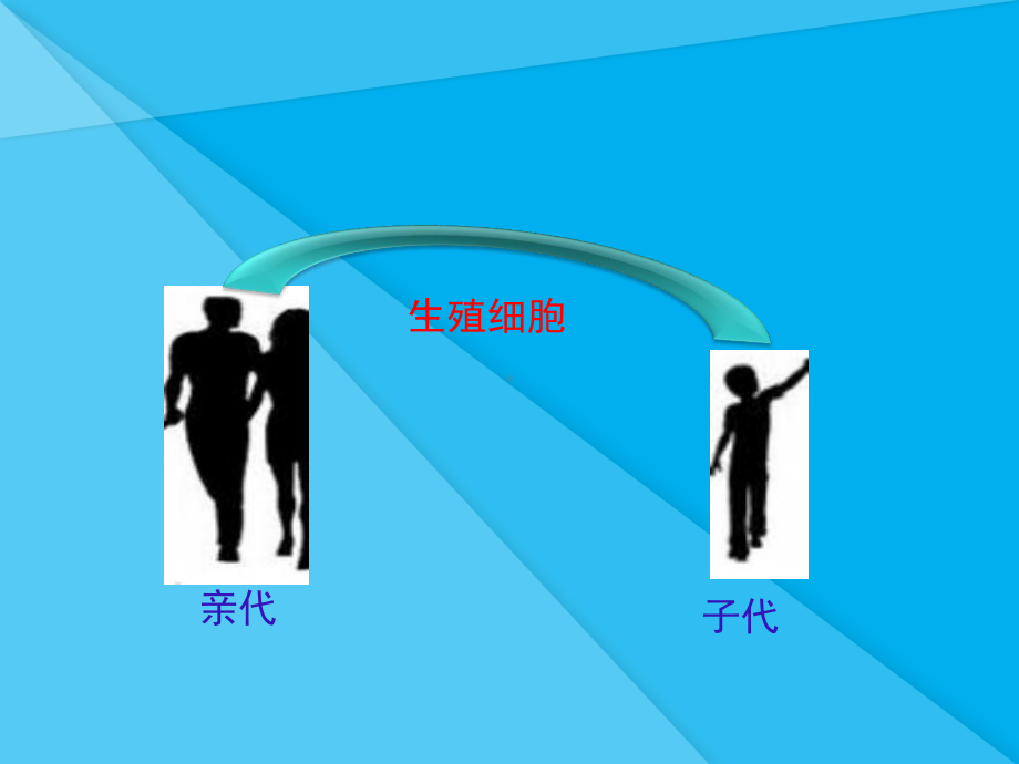 基因在亲子代间的传递PPT课件22-人教版优秀课件.ppt_第3页