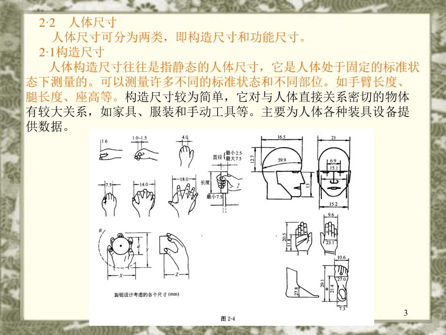 人体测量学与人体尺寸课件.ppt_第3页