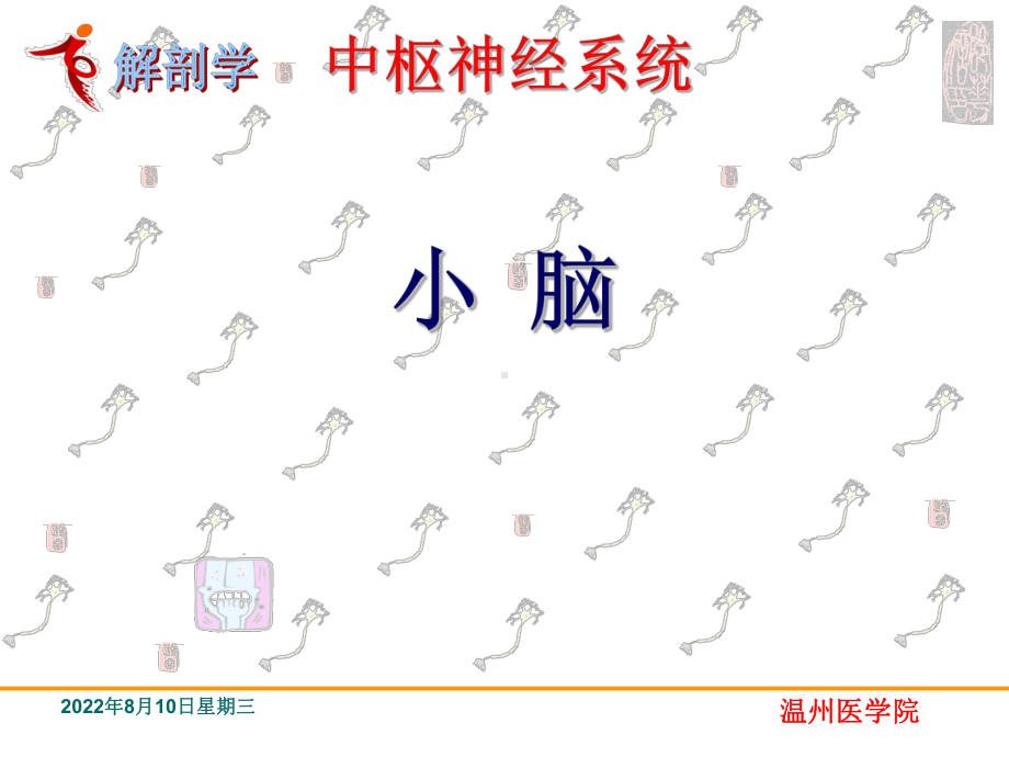 中枢神经系统小脑系统解剖学课件.ppt_第1页