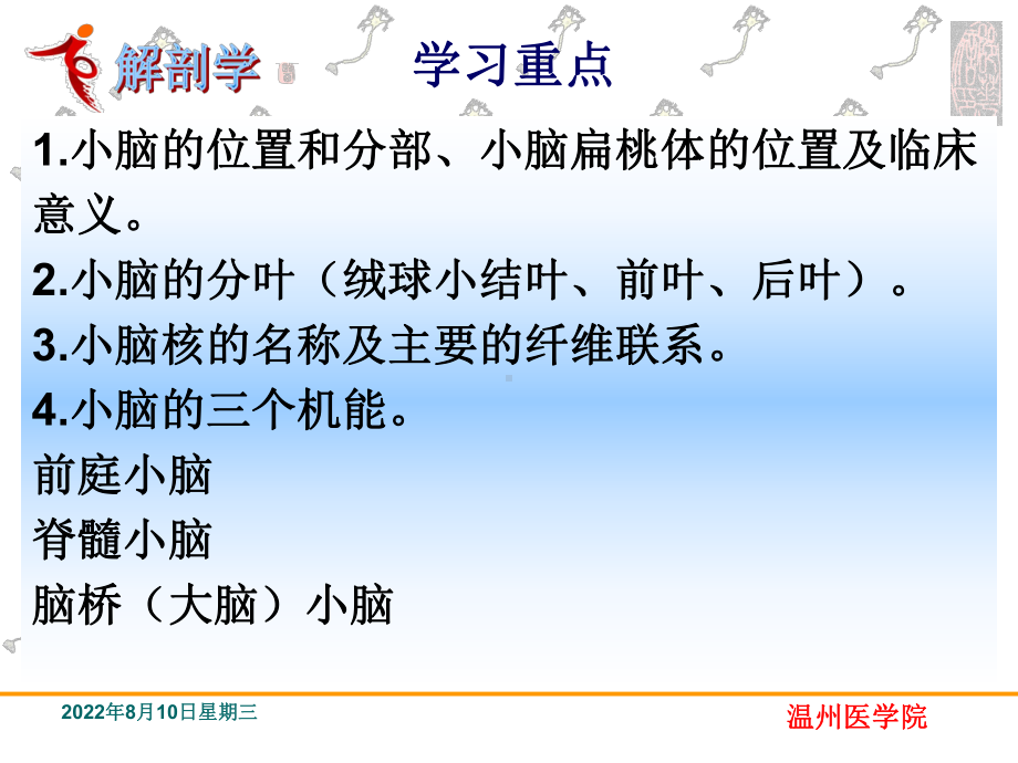 中枢神经系统小脑系统解剖学课件.ppt_第2页