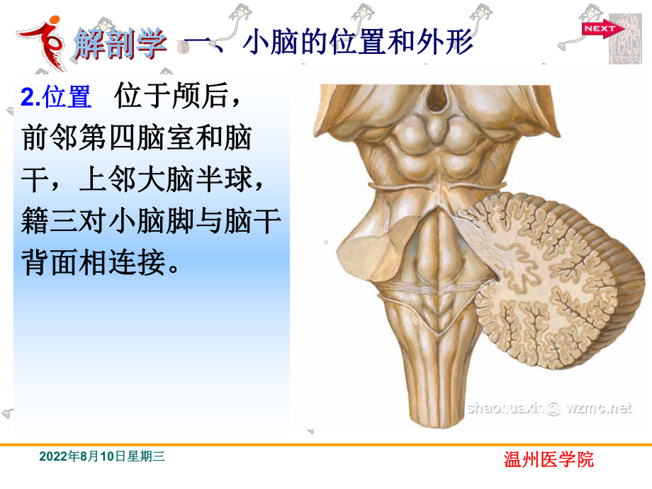 中枢神经系统小脑系统解剖学课件.ppt_第3页